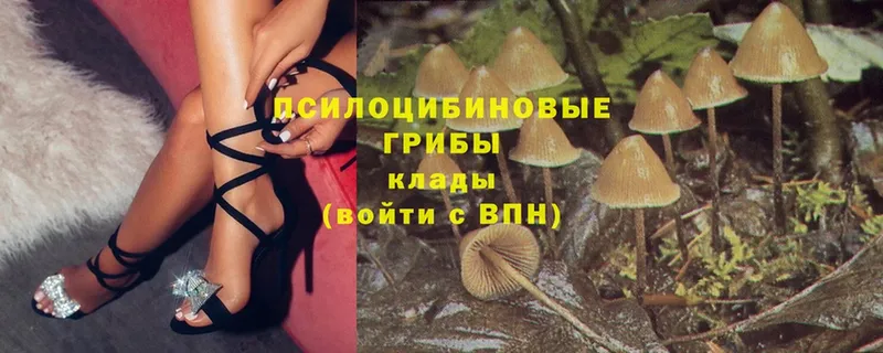 Псилоцибиновые грибы Psilocybe  Дмитров 